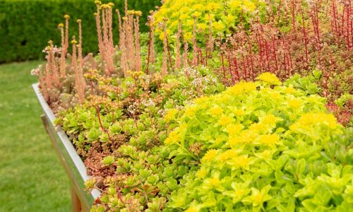 Green Roofing